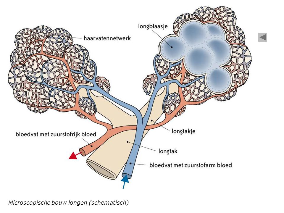 Microscopische bouw longen (schematisch)