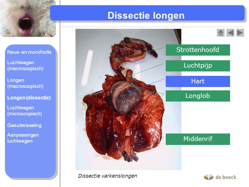 Dissectie longen Strottenhoofd Luchtpijp Hart Longlob Middenrif