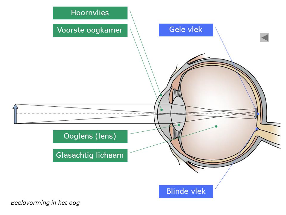 Hoornvlies Voorste oogkamer Gele vlek Ooglens (lens)