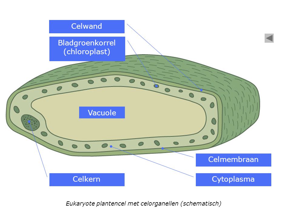 Bladgroenkorrel (chloroplast)