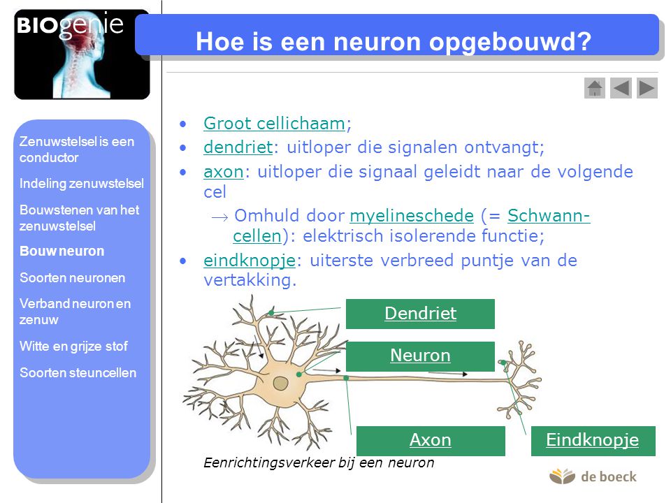 Hoe is een neuron opgebouwd