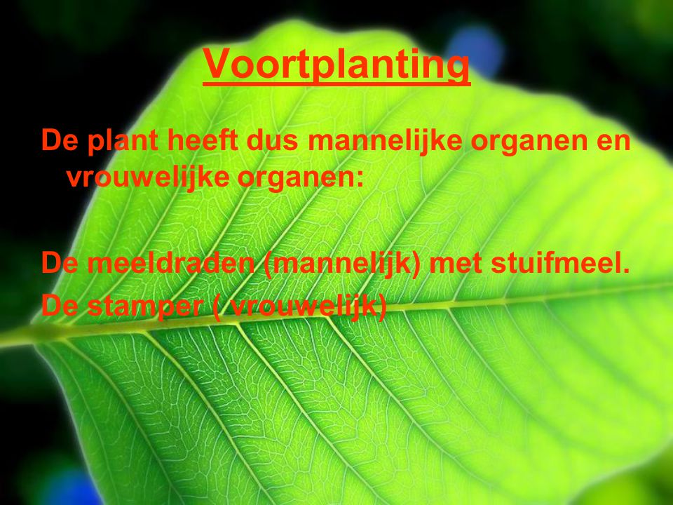 Voortplanting De plant heeft dus mannelijke organen en vrouwelijke organen: De meeldraden (mannelijk) met stuifmeel.
