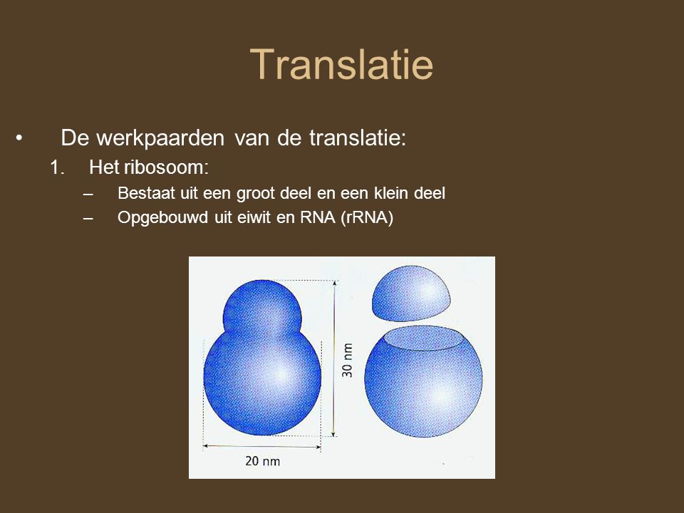 Translatie De werkpaarden van de translatie: Het ribosoom: