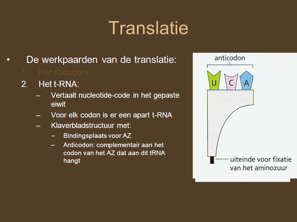 Translatie De werkpaarden van de translatie: Het ribosoom Het t-RNA: