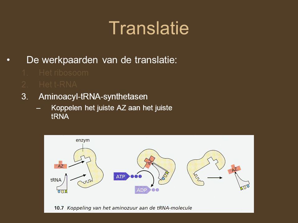 Translatie De werkpaarden van de translatie: Het ribosoom Het t-RNA