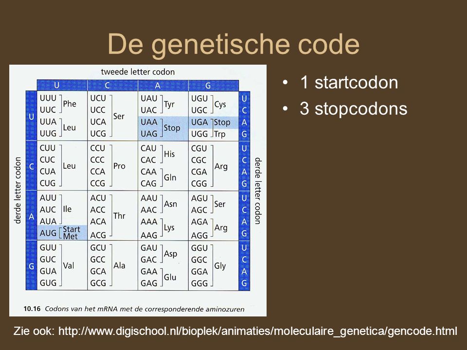 De genetische code 1 startcodon 3 stopcodons