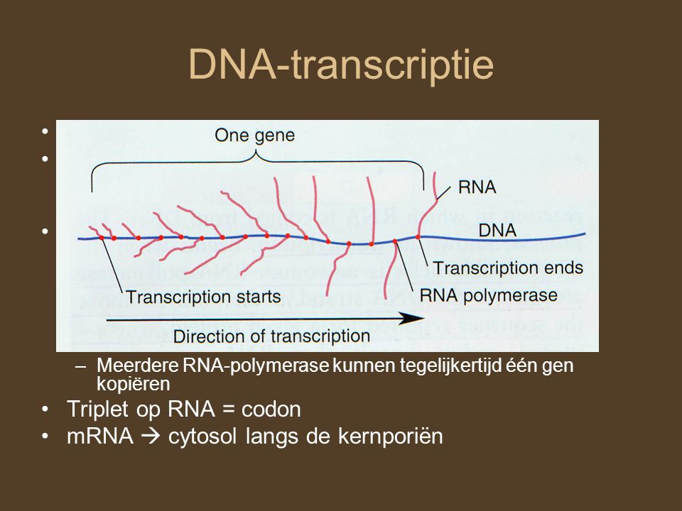 DNA-transcriptie DNA  messenger RNA (mRNA) RNA: RNA-polymerase: