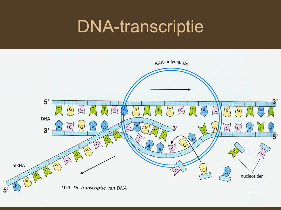 DNA-transcriptie 5’ 3’ 3’ 3’ 5’ 5’