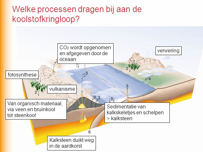 Welke processen dragen bij aan de koolstofkringloop