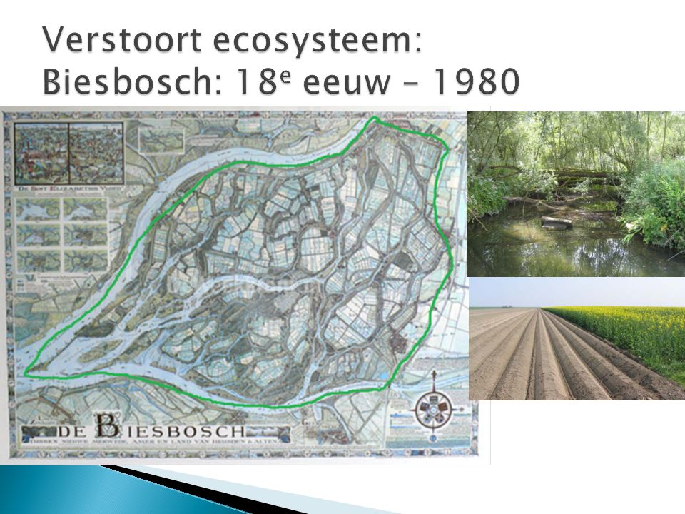 Verstoort ecosysteem: Biesbosch: 18e eeuw – 1980