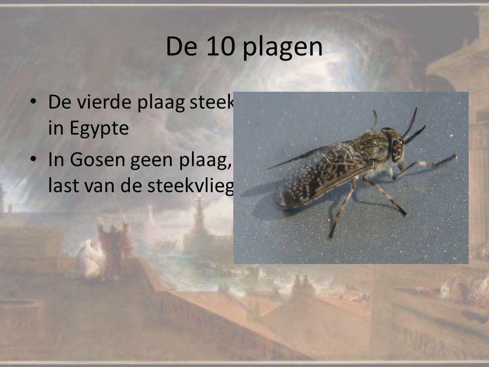 De 10 plagen De vierde plaag steekvliegen, maar nu alleen in Egypte