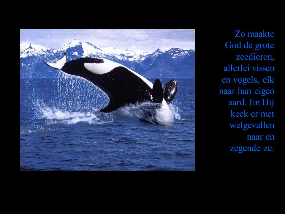 Zo maakte God de grote zeedieren, allerlei vissen en vogels, elk naar hun eigen aard.