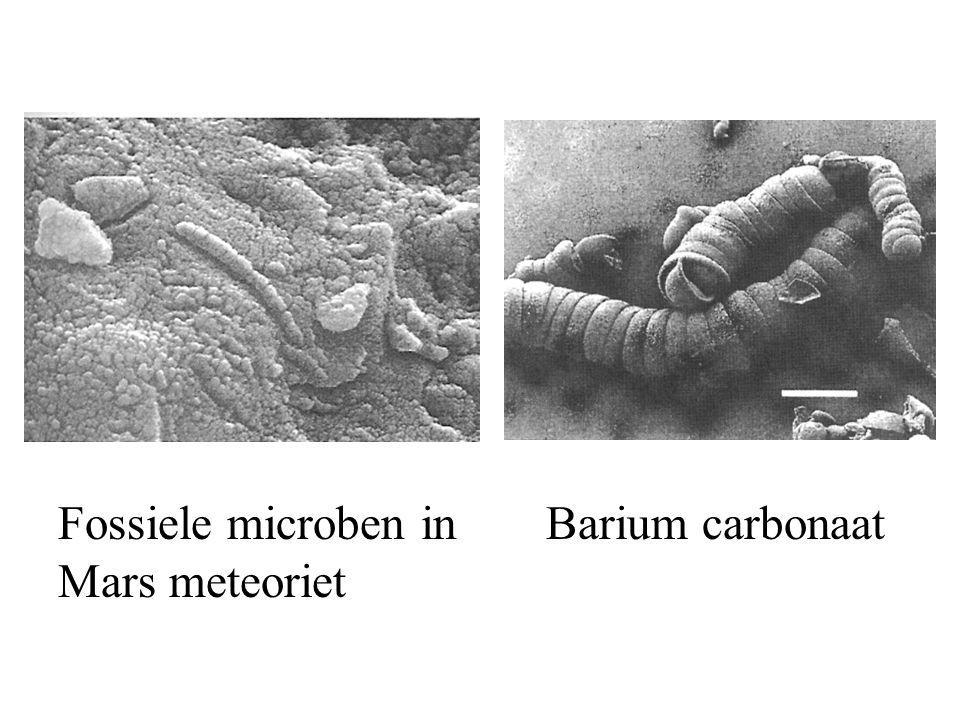 Fossiele microben in Mars meteoriet Barium carbonaat