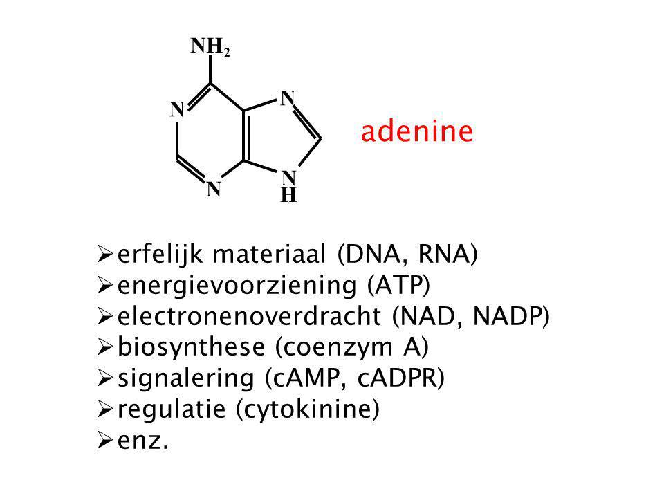 adenine erfelijk materiaal (DNA, RNA) energievoorziening (ATP)