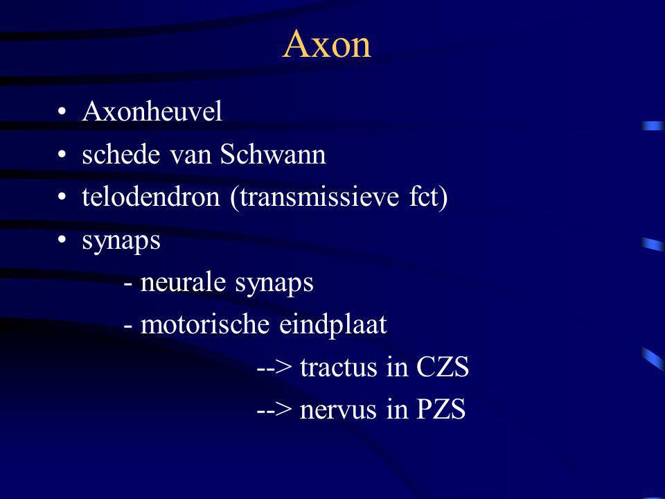 Axon Axonheuvel schede van Schwann telodendron (transmissieve fct)