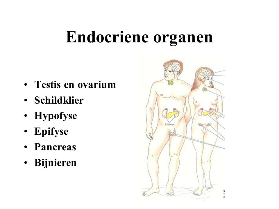Endocriene organen Testis en ovarium Schildklier Hypofyse Epifyse