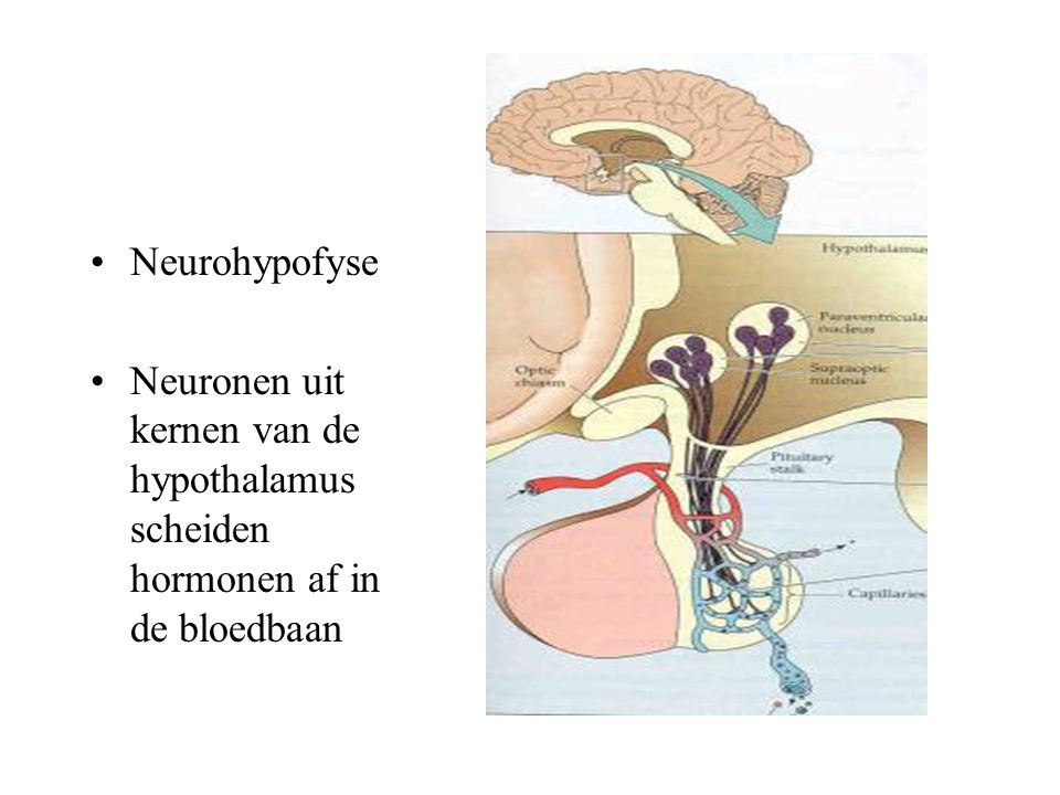 l Neurohypofyse Neuronen uit kernen van de hypothalamus scheiden hormonen af in de bloedbaan