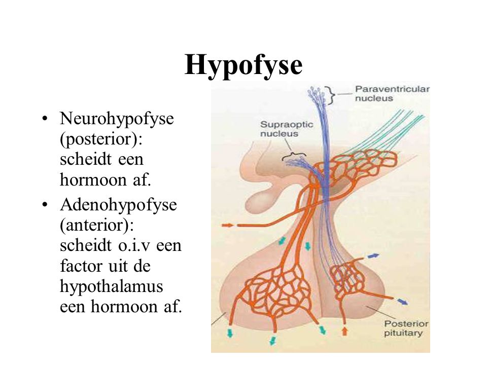 Hypofyse Neurohypofyse (posterior): scheidt een hormoon af.