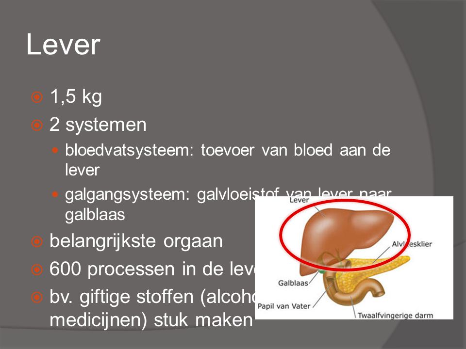 Lever 1,5 kg 2 systemen belangrijkste orgaan 600 processen in de lever