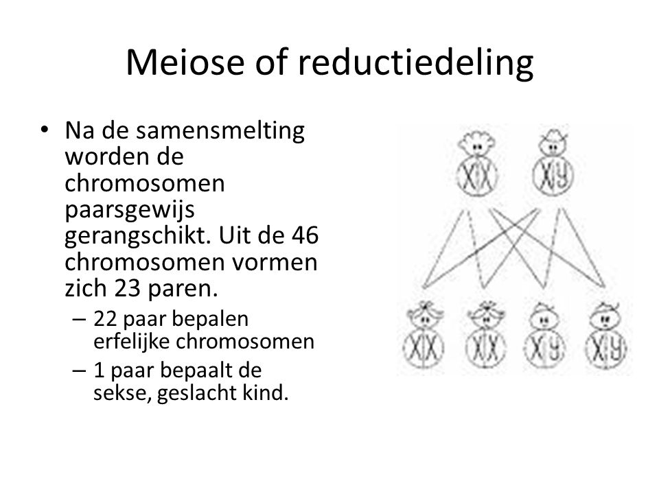 Meiose of reductiedeling