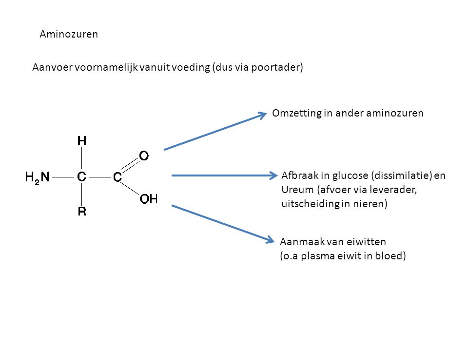 Aminozuren Aanvoer voornamelijk vanuit voeding (dus via poortader) Omzetting in ander aminozuren. Afbraak in glucose (dissimilatie) en.