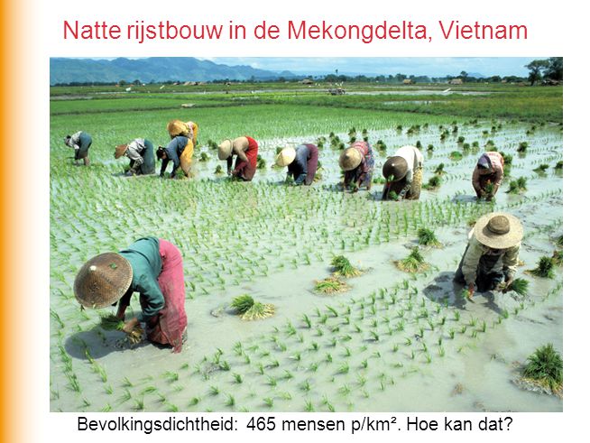 Natte rijstbouw in de Mekongdelta, Vietnam