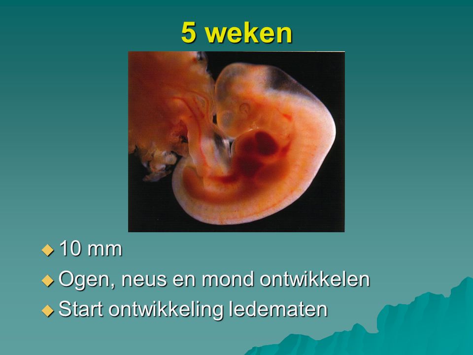 5 weken 10 mm Ogen, neus en mond ontwikkelen