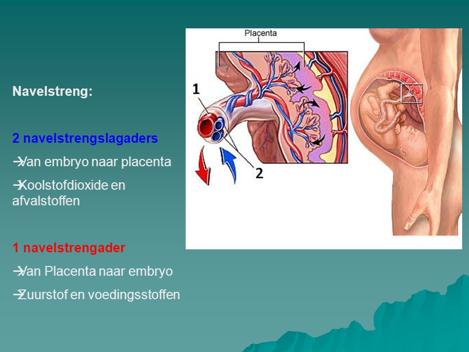 Navelstreng: 2 navelstrengslagaders. Van embryo naar placenta. Koolstofdioxide en afvalstoffen. 1 navelstrengader.