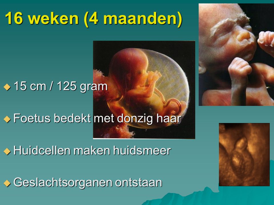 16 weken (4 maanden) 15 cm / 125 gram Foetus bedekt met donzig haar