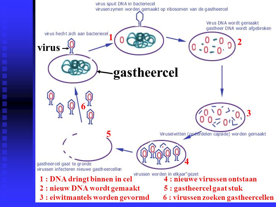 gastheercel virus : DNA dringt binnen in cel