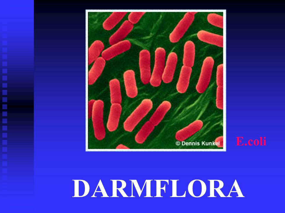E.coli DARMFLORA