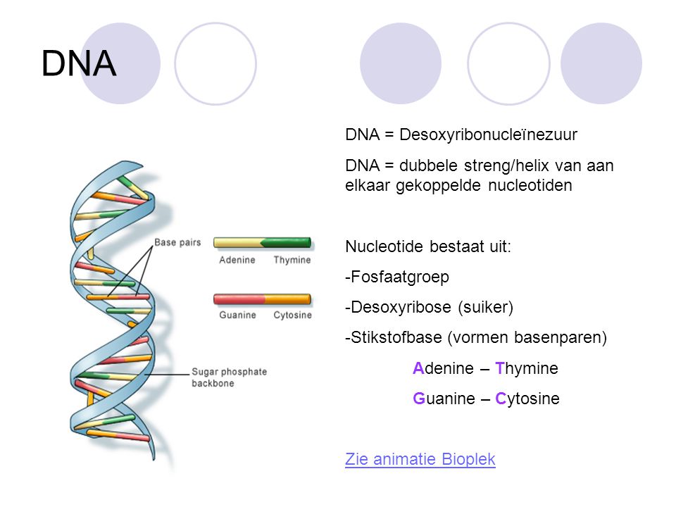 DNA DNA = Desoxyribonucleïnezuur