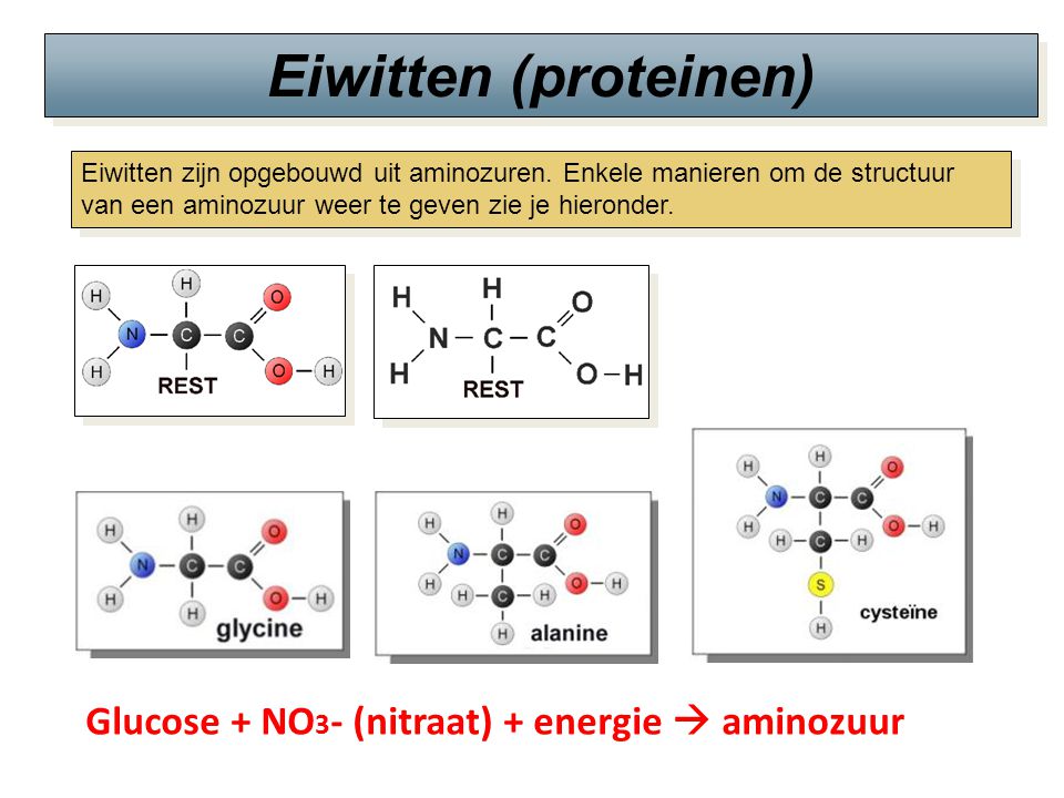 Eiwitten (proteinen) Glucose + NO3- (nitraat) + energie  aminozuur