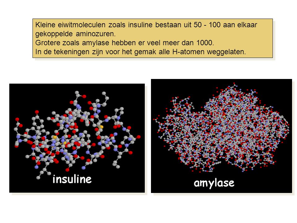 Kleine eiwitmoleculen zoals insuline bestaan uit aan elkaar gekoppelde aminozuren.