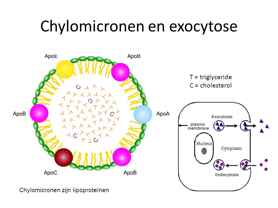 Chylomicronen en exocytose