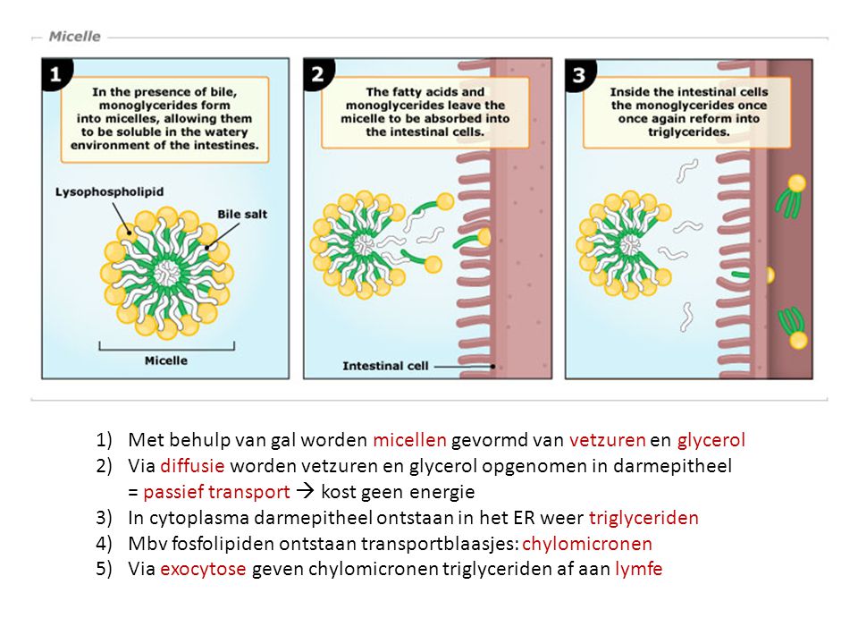 Met behulp van gal worden micellen gevormd van vetzuren en glycerol