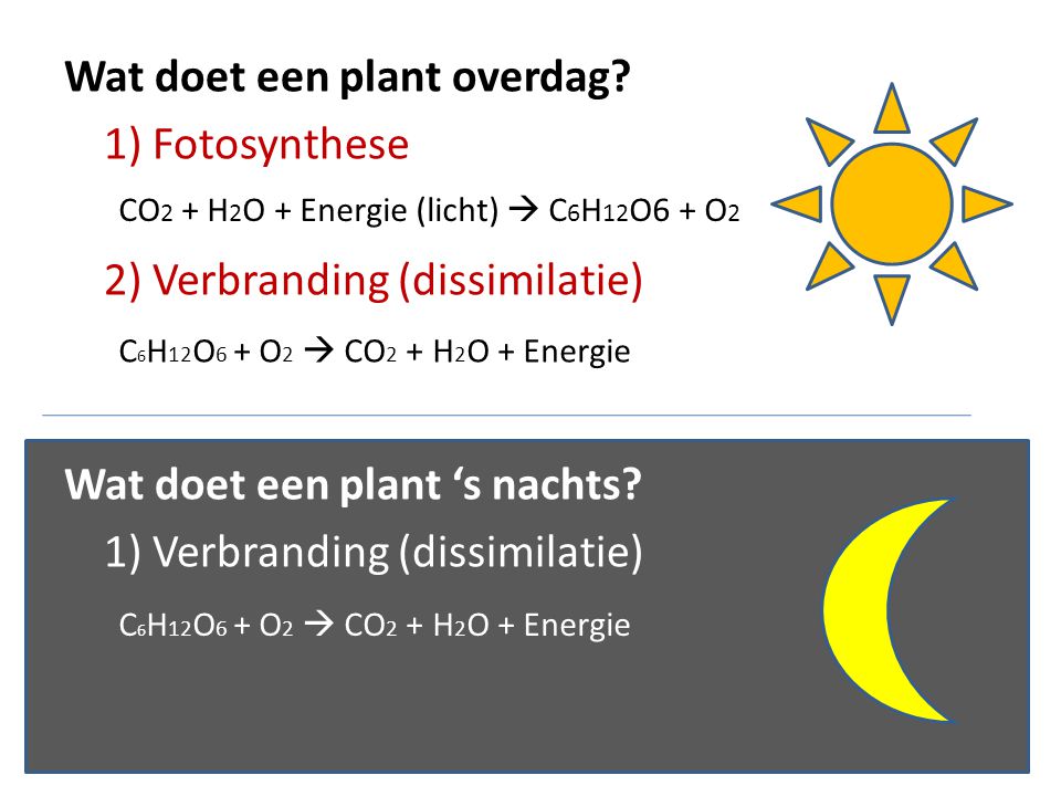 Wat doet een plant overdag 1) Fotosynthese