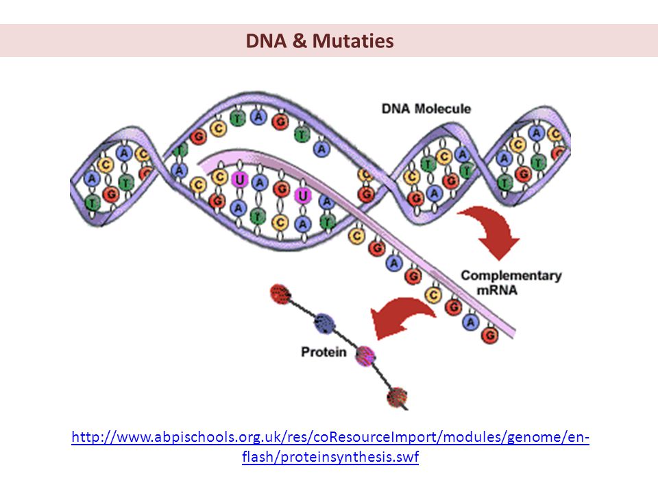DNA & Mutaties