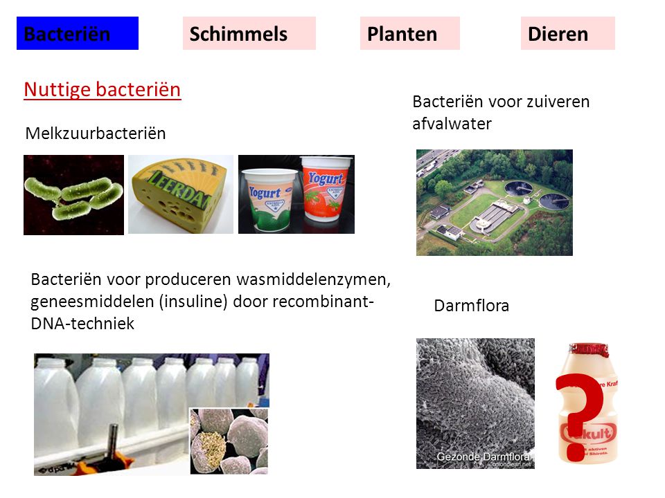 Bacteriën Schimmels Planten Dieren Nuttige bacteriën