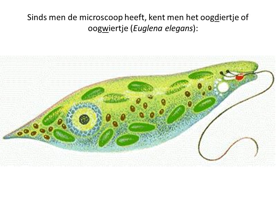 Sinds men de microscoop heeft, kent men het oogdiertje of oogwiertje (Euglena elegans):