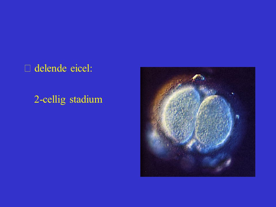  delende eicel: 2-cellig stadium