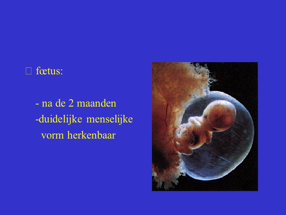  fœtus: - na de 2 maanden -duidelijke menselijke vorm herkenbaar