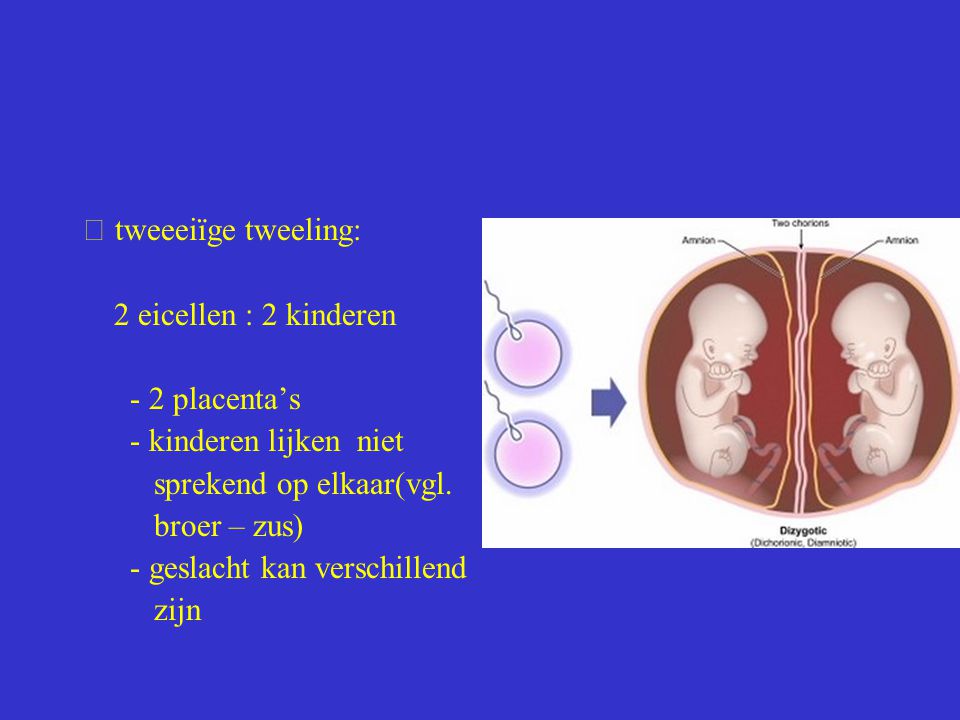  tweeeiïge tweeling: 2 eicellen : 2 kinderen. - 2 placenta’s. - kinderen lijken niet. sprekend op elkaar(vgl.