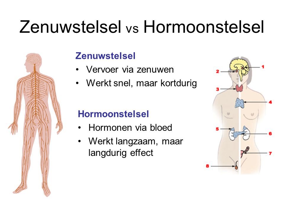 Zenuwstelsel vs Hormoonstelsel