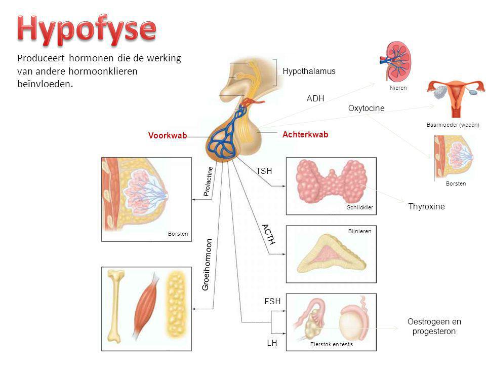 Hypofyse Produceert hormonen die de werking van andere hormoonklieren beïnvloeden. Hypothalamus. Nieren.