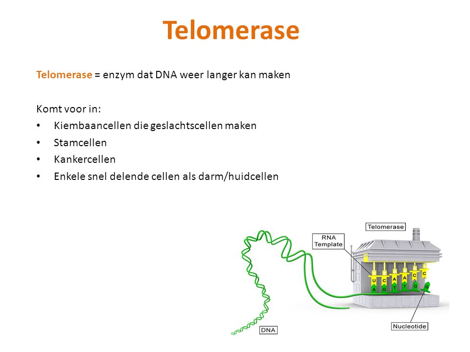 Telomerase Telomerase = enzym dat DNA weer langer kan maken