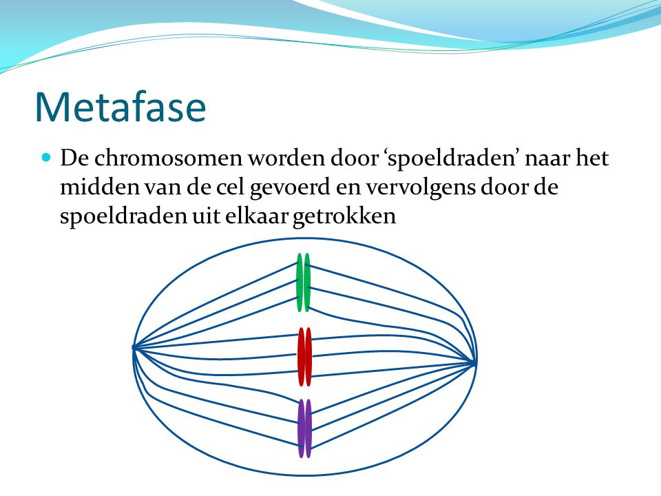 Metafase De chromosomen worden door ‘spoeldraden’ naar het midden van de cel gevoerd en vervolgens door de spoeldraden uit elkaar getrokken.