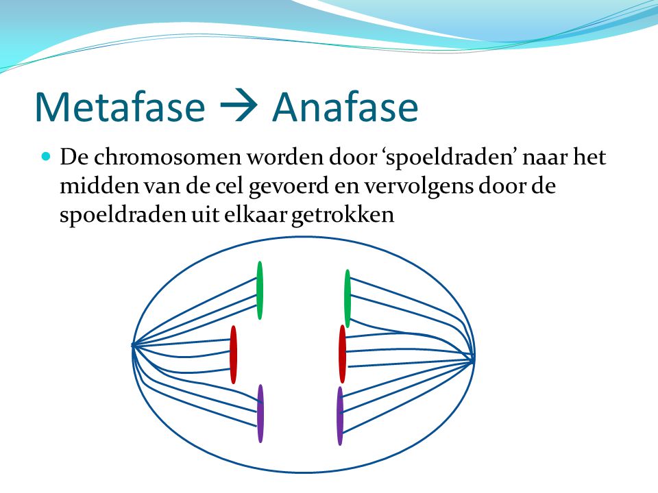 Metafase  Anafase De chromosomen worden door ‘spoeldraden’ naar het midden van de cel gevoerd en vervolgens door de spoeldraden uit elkaar getrokken.