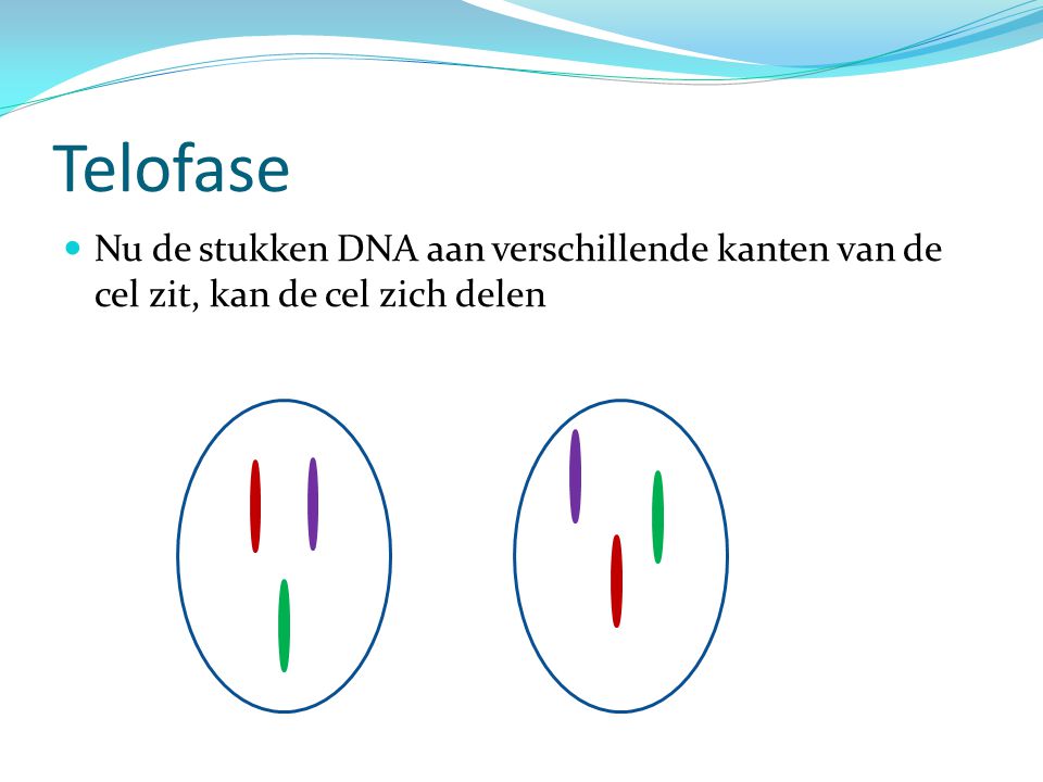 Telofase Nu de stukken DNA aan verschillende kanten van de cel zit, kan de cel zich delen