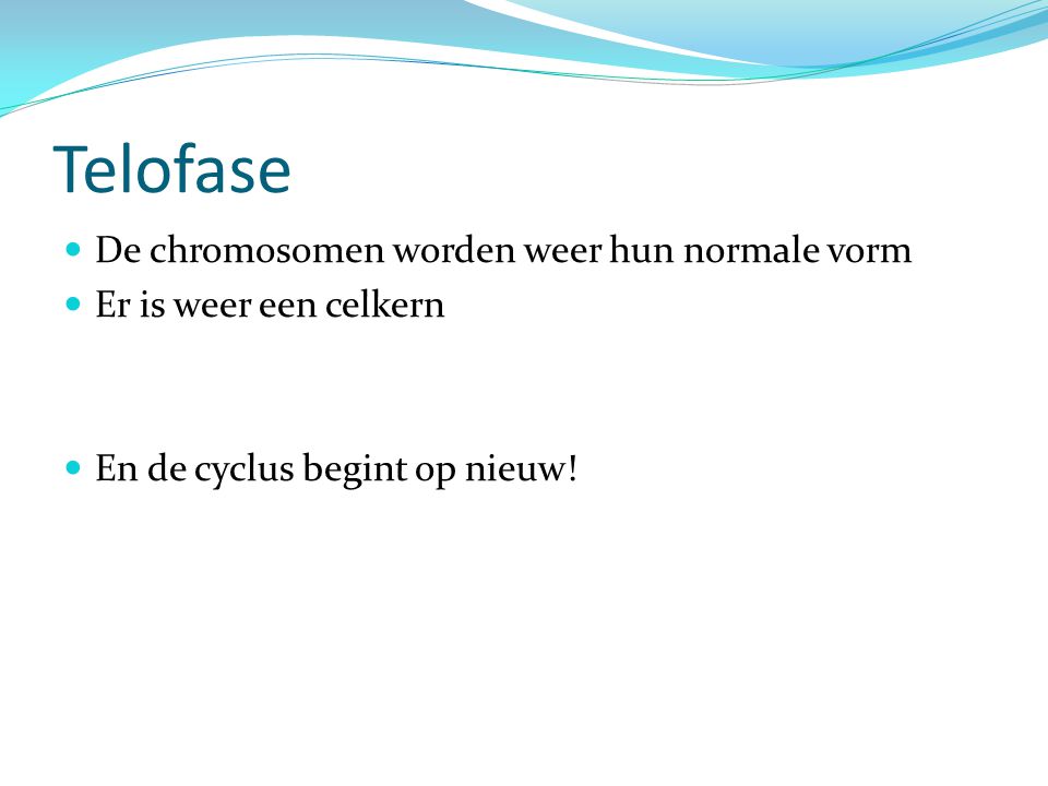 Telofase De chromosomen worden weer hun normale vorm